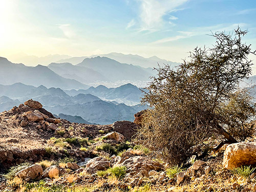 Saal Steps - Oman